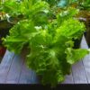 Buy Green Lettuce Rapid grand seeds from Shashi n Gautam Kitchen Gardeners Web-Shop India Online