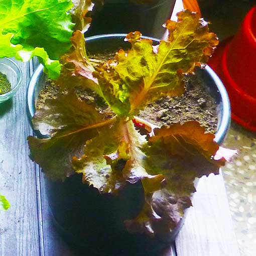 Bjy Lola Rosa seeds, red lettuce variety from Shashi n Gautam Kitchen Gardeners Web-Shop India Online