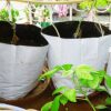 Buy Grow Bags for Plants from Shashi n Gautam Web Shop
