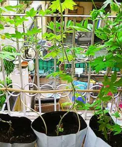Grow Bags LDPE for terrace and Roof Top Garden by Shashi n Gautam Web Shop