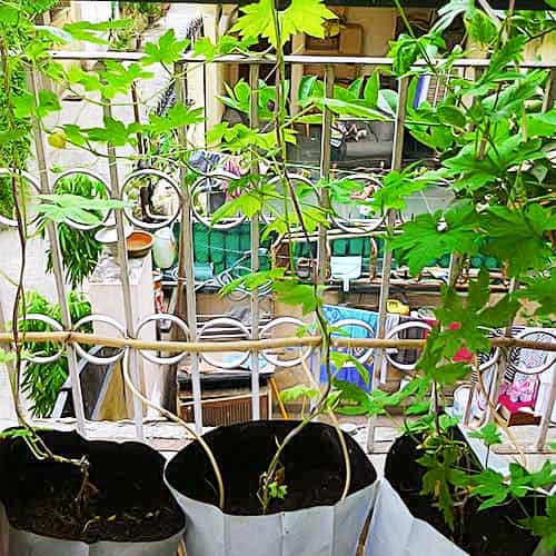 Grow Bags LDPE for terrace and Roof Top Garden by Shashi n Gautam Web Shop