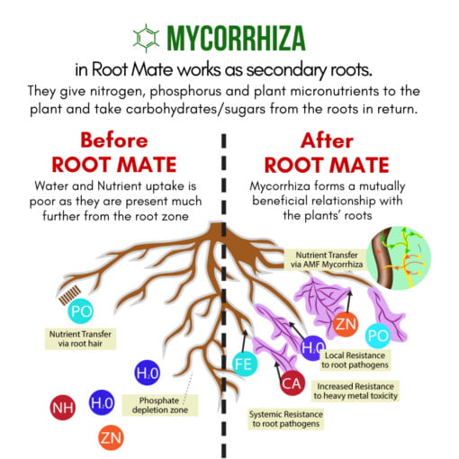 ROOTMATE contains VAM Mycorrhiza for Root Growth and Plant Health