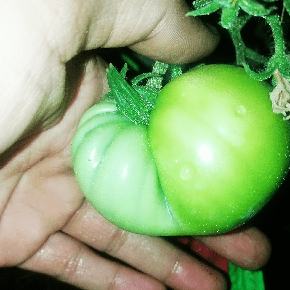 Jumbo Size Tomato Grown using Best Tomato Seeds bought from Shashi N Gautam Web Shop