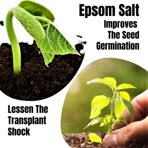 Shashi N Gautam Epsom Salt Improves Seed Germination and Lessens Sapling Transplant Shock