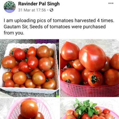 Buy Hybrid Tomato Seeds from Shashi n Gautam Kitchen Gardeners Web Shop