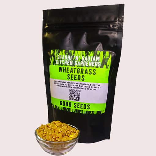 Wheatgrass Seeds 6000 Nos Pack - Shashi N Gautam Web Shop