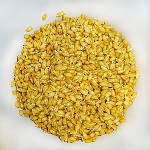 Premium Quality Wheatgrass Seeds with above 90% Germination from Shashi N Gautam Web Shop
