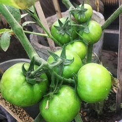 Buy winter tomato variety Tomato Seeds