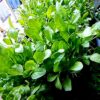 Spinach grown with Spinach Seeds available with Shashi N Gautam Web Shop 121121