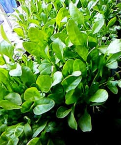 Spinach grown with Spinach Seeds available with Shashi N Gautam Web Shop 121121
