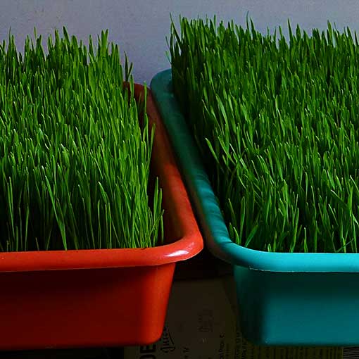 Purchase Wheatgrass Growing Kit from Shashi n Gautam Kitchen Gardeners Web-Shop India Online