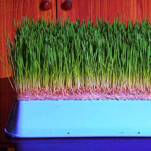 Buy Wheatgrass growing tray for home and hydroponic wheatgrass growing from Shashi n Gautam Kitchen Gardners Web-Shop India Online