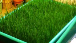 Wheatgrass Microgreens Growing Kit Online