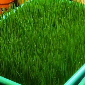 Wheatgrass Growing Kit For Home