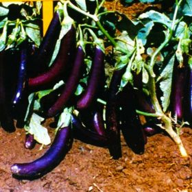 Brinjal Began Seeds for Kitchen Garden - Purple Long