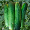 Buy Long Hybrid Cucumber variety seeds from Shashi N Gautam WebShop