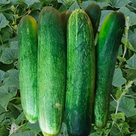 Cucumber  Seeds Long Variety Hybrid / Kheera