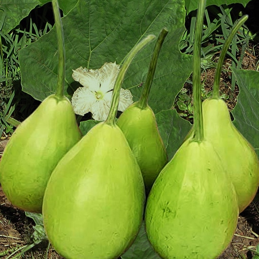 Oval hybrid bottle Gourd lauki bumper harvest , seeds from Shashi n Gautam WebShop