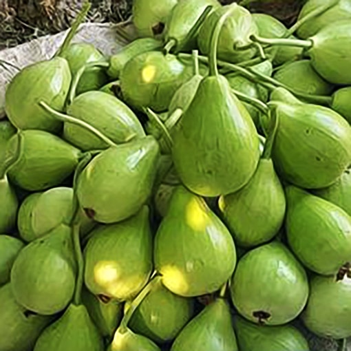 Buy Seeds of high yeild Oval Bottle Gourd Lauki variety from Shashi N Gautam webShop