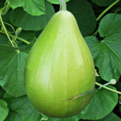Oval hybrid bottle Gourd lauki growing on vine, seeds from Shashi n Gautam WebShop