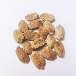Buy Bitter Gourd hybrid Karela Seeds