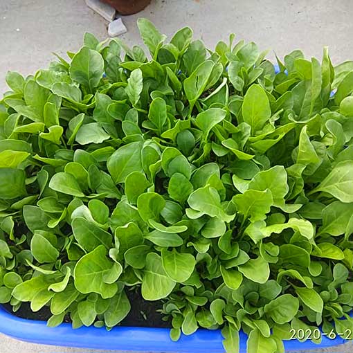 Vegetables from Aushutosh Nigam Ji Lucknow 11