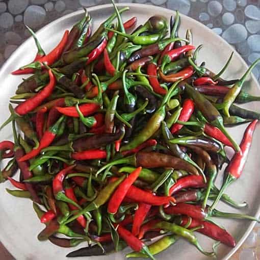 Vegetables from Aushutosh Nigam Ji Lucknow 4