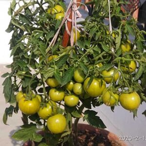 Vegetables from Aushutosh Nigam Ji Lucknow 5 e1639897141281