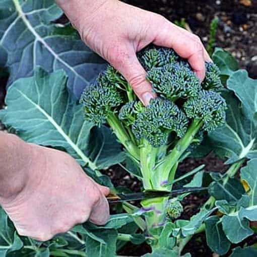 Second and third harvest of broccoli