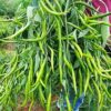Buy Mirchi Chilli Seeds Online from Shashi n Gautam WebShop in India