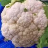 Buy Gobhi Cauliflower seeds online from Shashi n Gautam WebShop