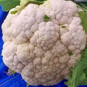 Gobhi Cauliflower Seeds Online