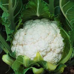 Buy Gobhi-Cauliflower-Seeds-Online-by-Shashi-n-Gautam