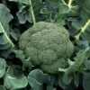 Buy Imported Broccoli Seeds