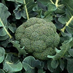 Broccoli Seeds Online India