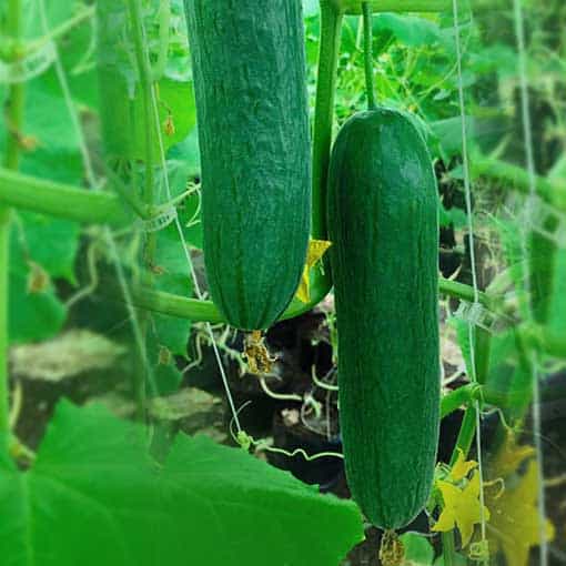 Online Cucumber Kheera Seedless variety online
