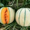 Buy Muskmelon seeds online at low price