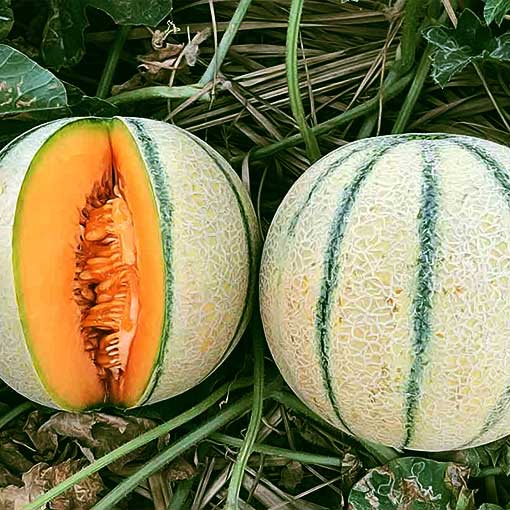 Buy Muskmelon seeds online at low price