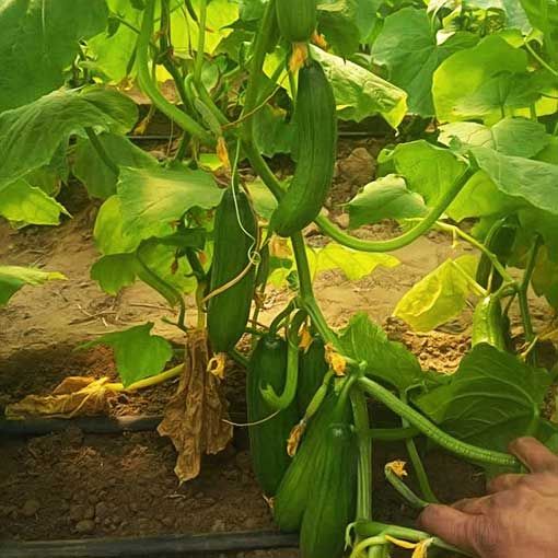 Seedless Cucumber Kheera In India online