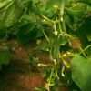Buy Seedless Cucumber Kheera Seeds Online in India