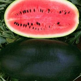 Watermelon Seeds / Tarbooj Seeds Online