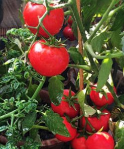 Hydroponic Vegetable Seeds