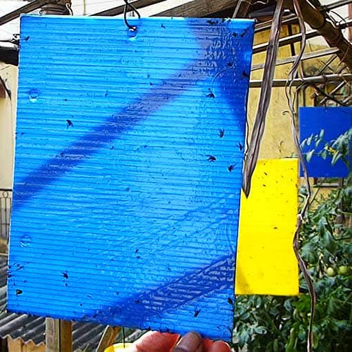 Buy Blue Sticky traps Online for organic control of plant insects