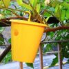 Buy Melon Fly Pheromone Trap to save vegetables from rotting in a organic way.