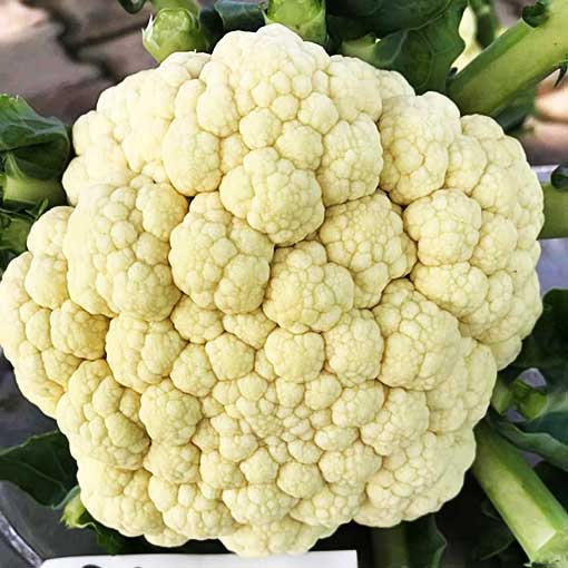 Buy Summer Gobhi Cauliflower Hybrid Seeds Online