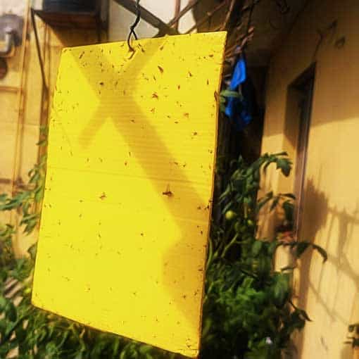 Buy Yellow Sticky Flying Insects Trap