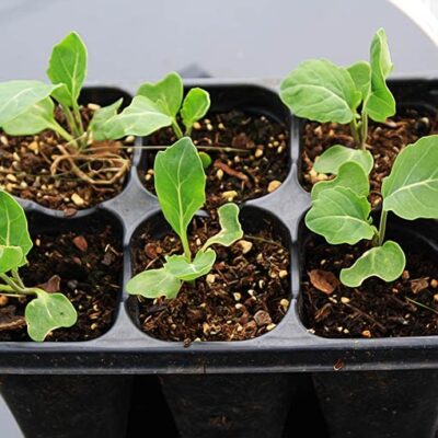 6 Tips for seed germination - Shashi N Gautam