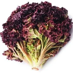 Buy Red Lettuce Back Rose Online in India from Shashi N Gautam Web Shop