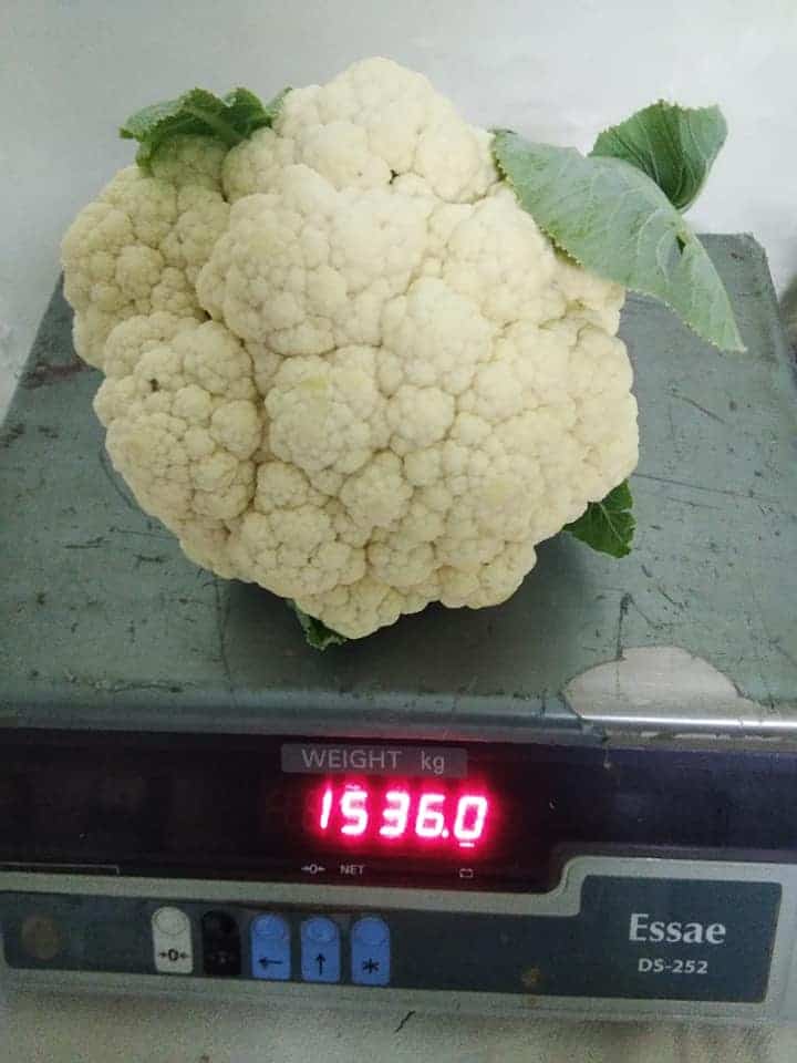 1.5 Kg Cauliflower grown using Cauliflower Seeds bought from Shashi n Gautam Web Shop
