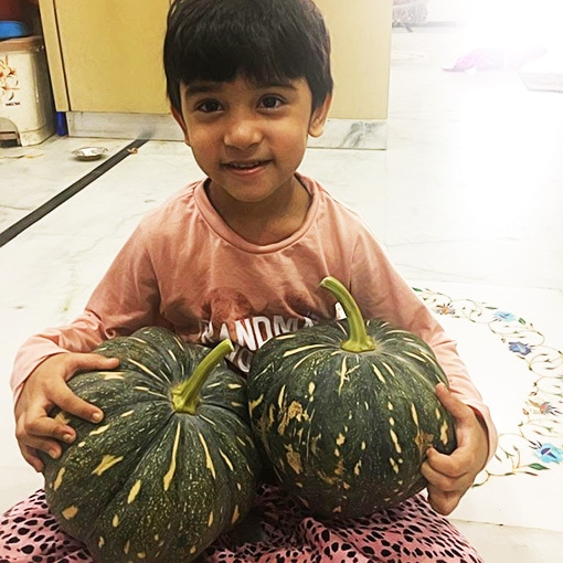 Bumper Pumpkin Harvest at Imranul Haq Root-Top Garden. Hybrid Pumpkin Seeds from shashingautam.in